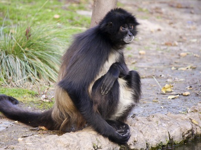 White-bellied spider monkey