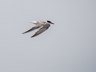 White-cheeked tern
