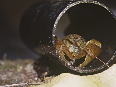 White-clawed crayfish