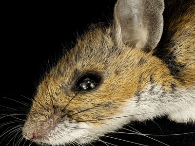 White-footed mouse