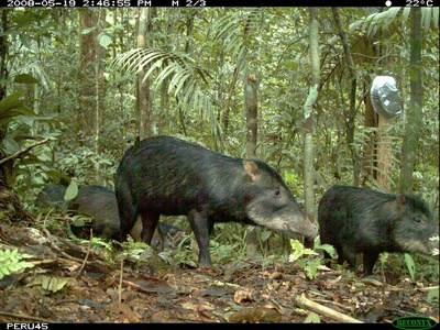 White-lipped peccary