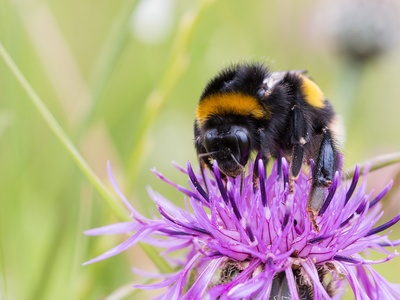 White-tailed bumblebee