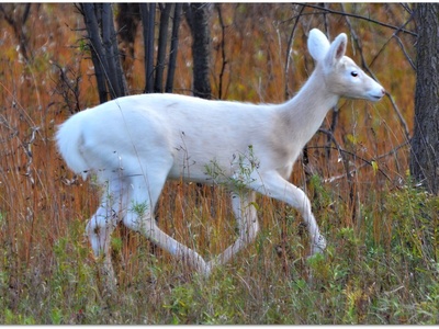 White-tailed deer