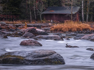 White-throated Dipper