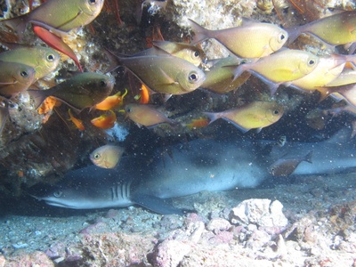 White-tip reef shark
