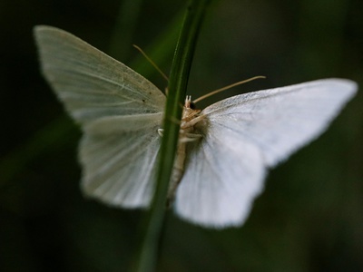 White ermine (moth)