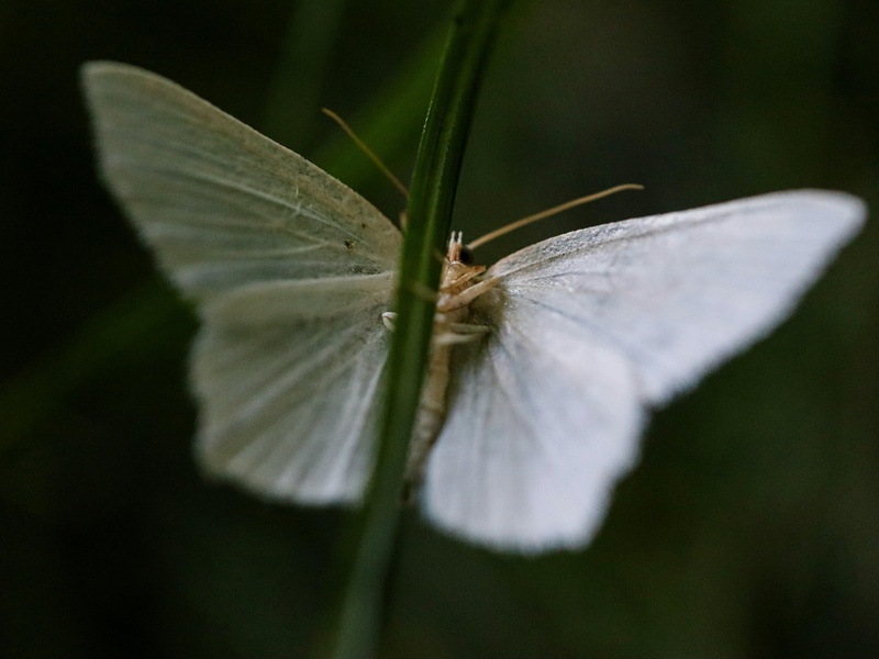 Large White Insects List of White Insects - Flora Fauna Fun