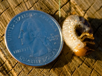 White grub (scarab larva)