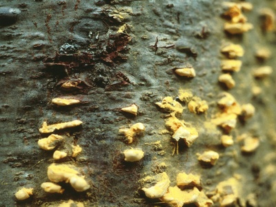 White pine blister rust