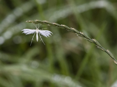 White Plume Moth