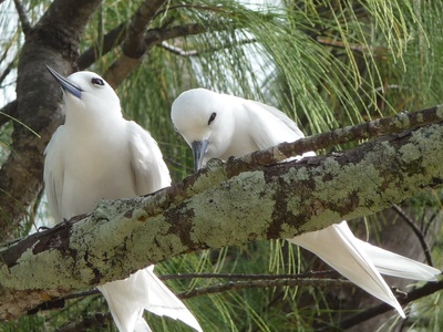 White Tern