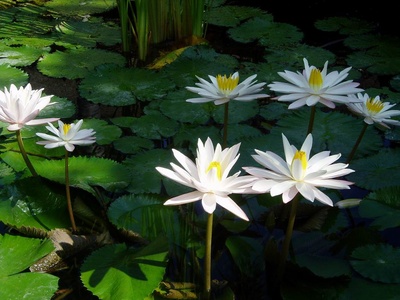 White water-lily (Seerose)