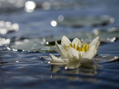 White waterlily