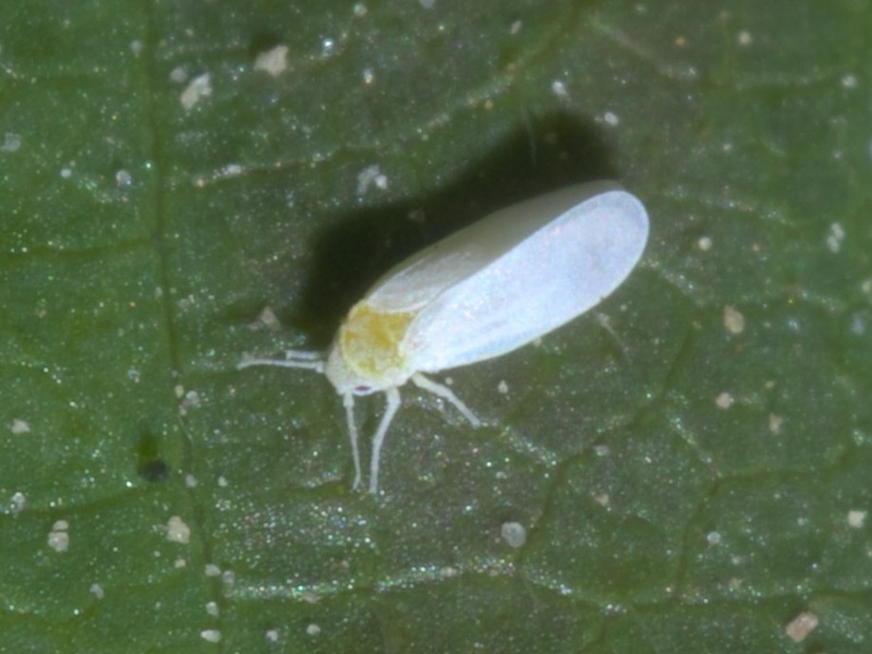 White Beautiful Insect List of White Insects - Flora Fauna Fun