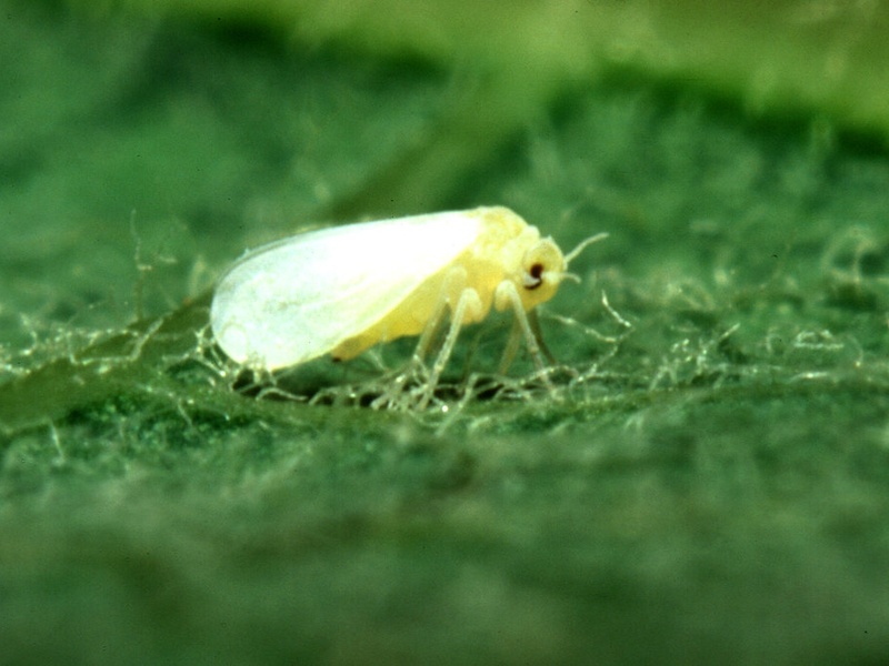 White Beautiful Insect List of White Insects - Flora Fauna Fun