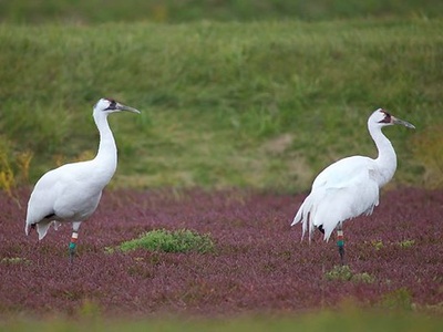 Whooping crane