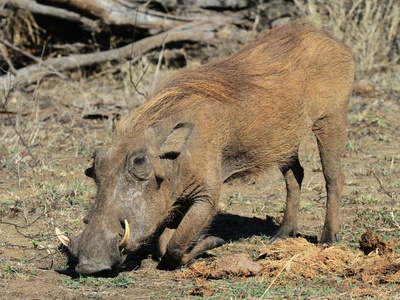 Wild boar (duplicate removal note)