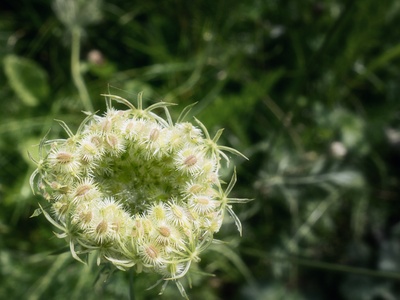 Wild carrot
