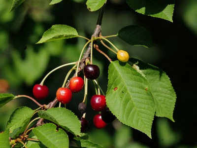 Wild cherry