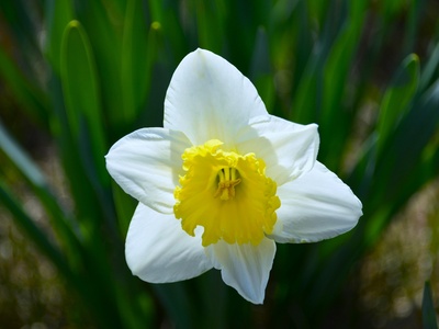 Wild daffodil
