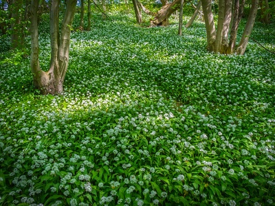 Wild garlic