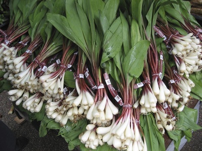 Wild leek