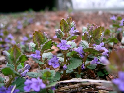 Wild thyme