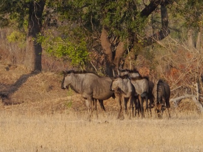 Wildebeest (Blue)