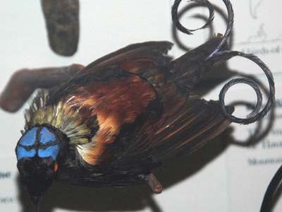 Wilson's Bird-of-paradise