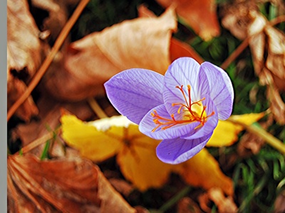 Winter crocus