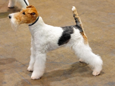 Wire Fox Terrier