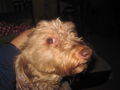 Wirehaired Dachshund