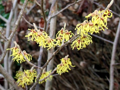 Witch hazel