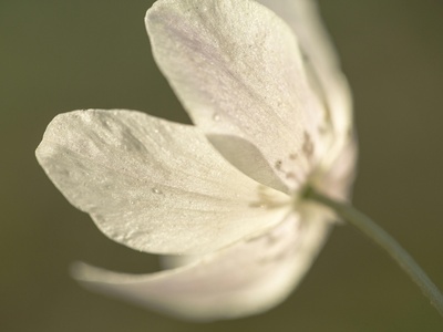 Wood anemone