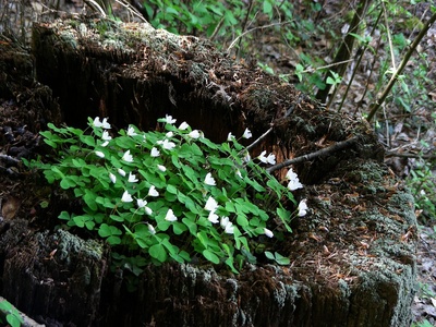 Wood anemone (Buschwindröschen)