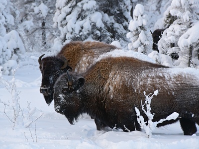 Wood bison