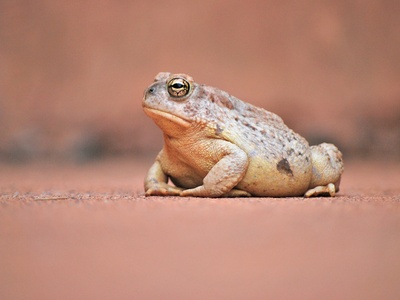 Woodhouse's Toad