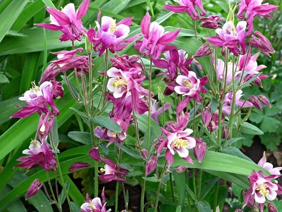 Woodland columbine
