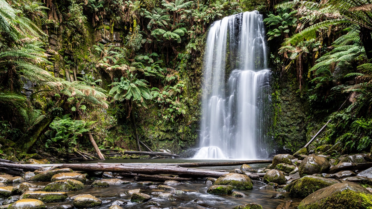 Beech woodland with dappled light and understory wildflowers