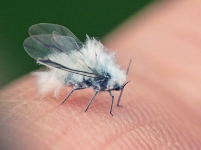 Woolly aphid