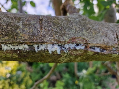 Woolly apple aphid