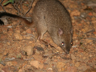 Woylie (brush-tailed bettong)