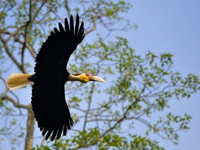 Wreathed hornbill