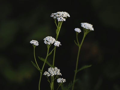 Yarrow