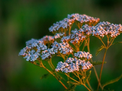 Yarrow (Schafgarbe)