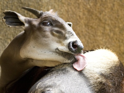 Yellow-backed duiker