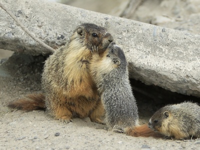 Yellow-bellied marmot
