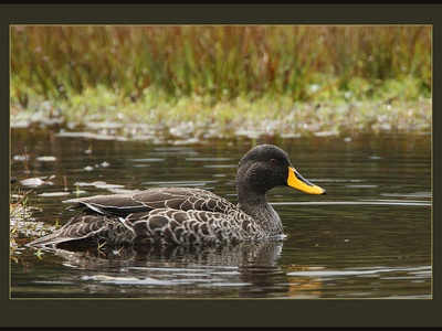Yellow-billed duck