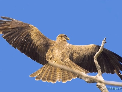 Yellow-billed kite