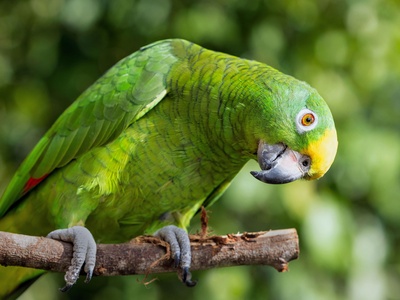 Yellow-crowned Amazon (green parrot)